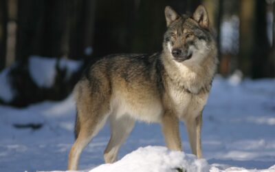 Affaiblissement du statut des loups : une décision scandaleuse