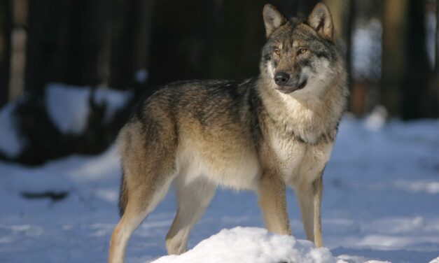 Affaiblissement du statut des loups : une décision scandaleuse