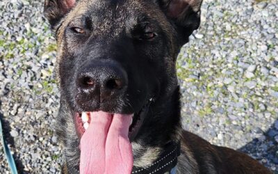 Sauvetage d’un Malinois battu en plein centre-ville de Pau