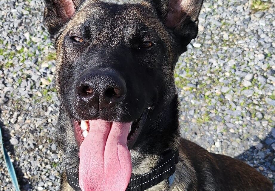 Sauvetage d’un Malinois battu en plein centre-ville de Pau