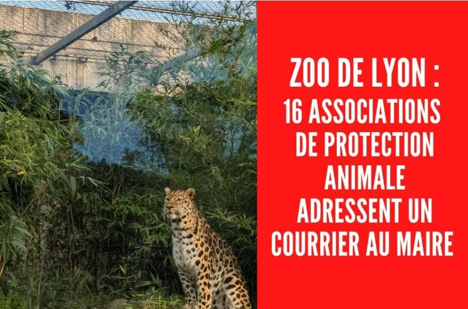 Zoo de Lyon : 16 associations de protection animale adressent un courrier au maire