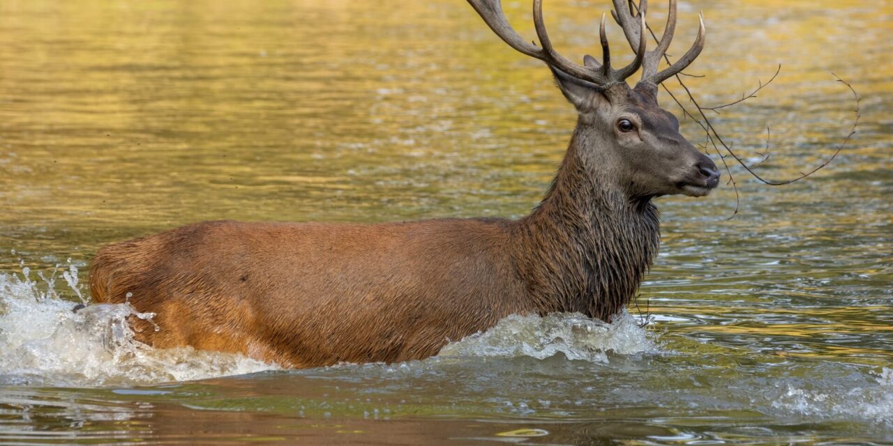 Cerf traqué et tué dans « l’Etang des bois » (45) : Animal Cross dénonce un acte cruel et illicite !