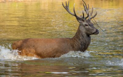 Cerf traqué et tué dans « l’Etang des bois » (45) : Animal Cross dénonce un acte cruel et illicite !