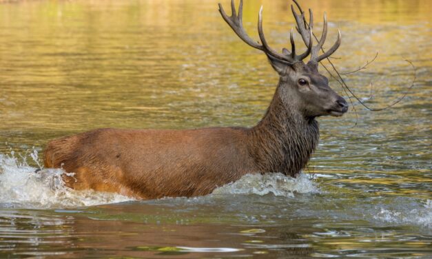 Cerf traqué et tué dans « l’Etang des bois » (45) : Animal Cross dénonce un acte cruel et illicite !