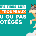 Haute-Savoie : des loups tirés à proximité des troupeaux peu ou pas protégés