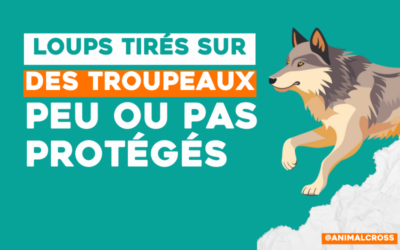 Haute-Savoie : des loups tirés à proximité des troupeaux peu ou pas protégés