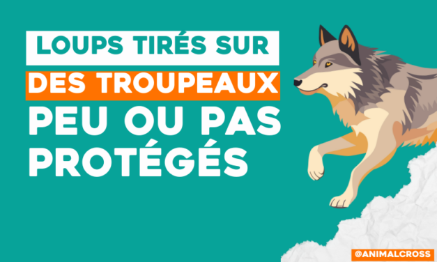 Haute-Savoie : des loups tirés à proximité des troupeaux peu ou pas protégés