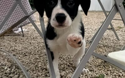 Animal Cross sauve Hope, une petite chienne abandonnée dans un carton