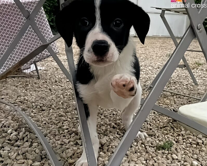 Animal Cross sauve Hope, une petite chienne abandonnée dans un carton