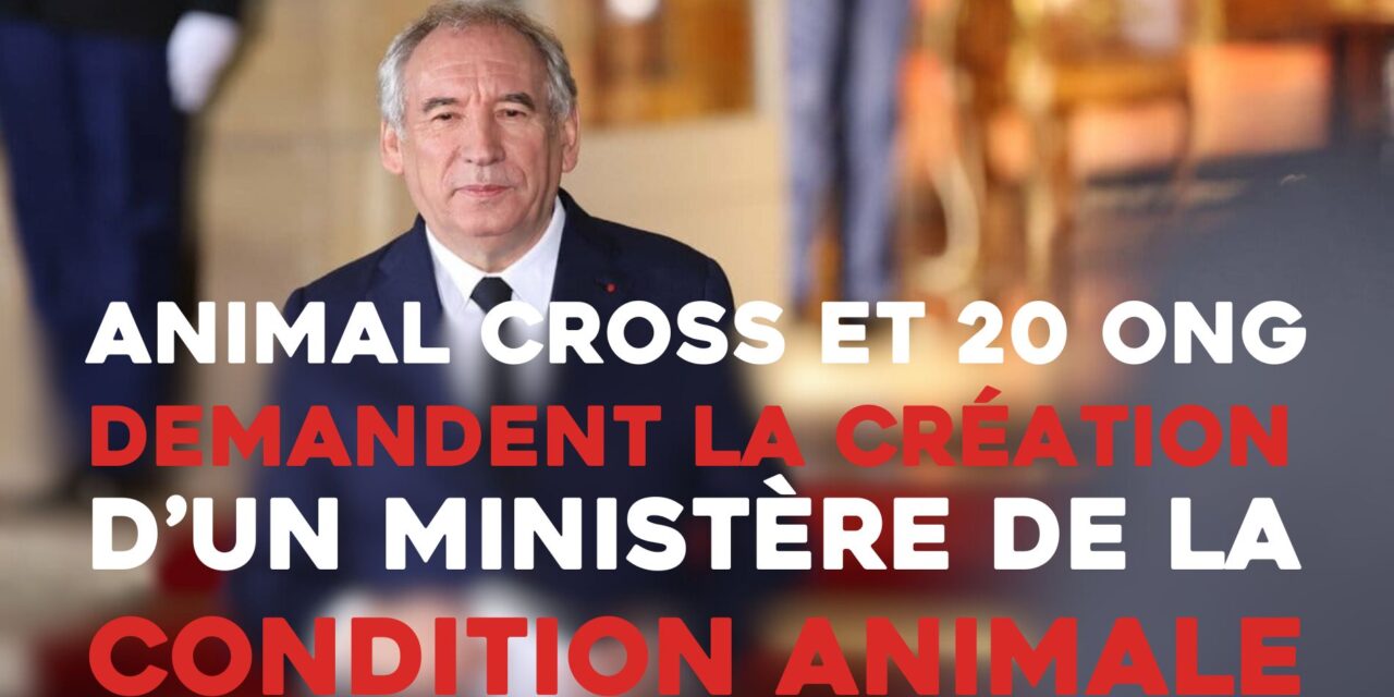 Animal Cross et 20 ONG demandent la création d’un ministère de la Condition animale !