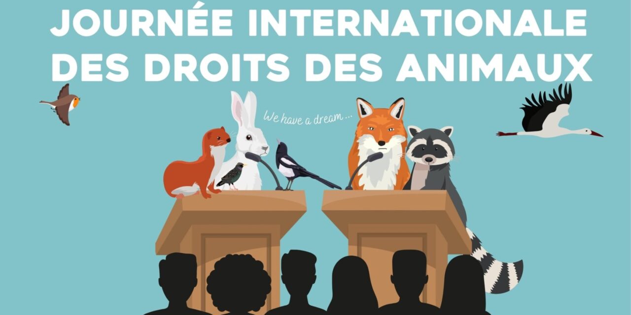 Journée internationale pour les droits des animaux : Animal Cross propose une déclaration des droits des animaux sauvages !