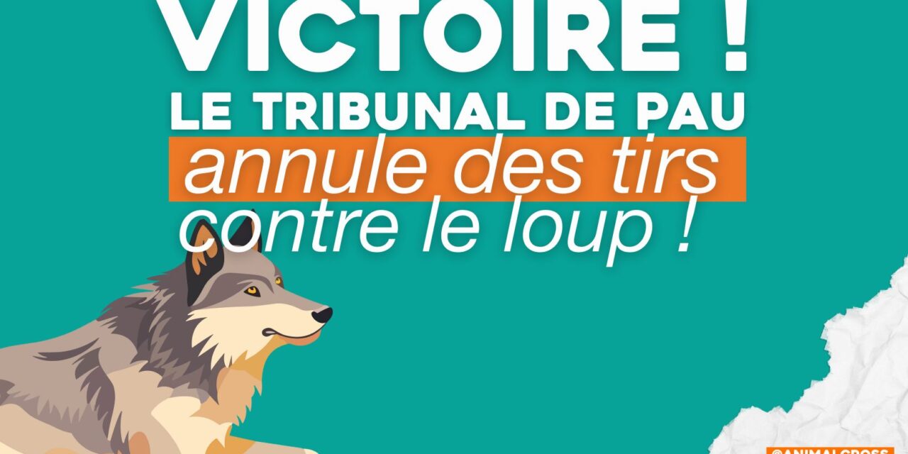 Tir du loup : le préfet des Hautes-Pyrénées rappelé à l’ordre par la justice