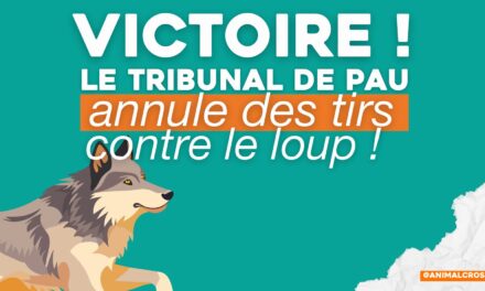 Tir du loup : le préfet des Hautes-Pyrénées rappelé à l’ordre par la justice