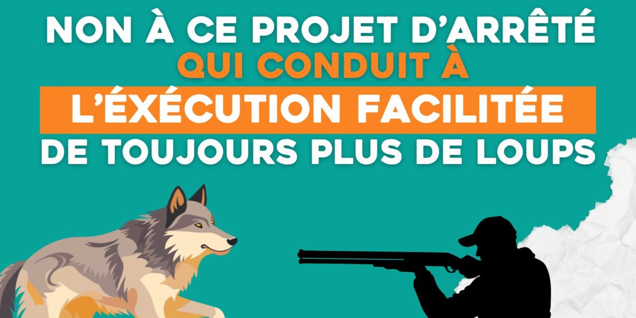 NON à ce projet d’arrêté qui conduit à l’exécution facilitée de toujours plus de loups !