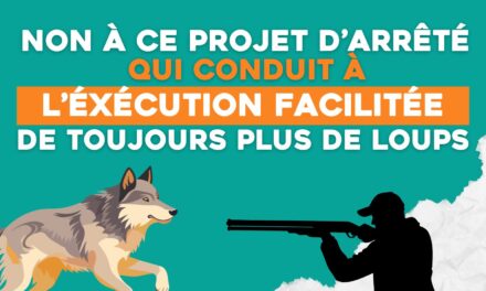 NON à ce projet d’arrêté qui conduit à l’exécution facilitée de toujours plus de loups !